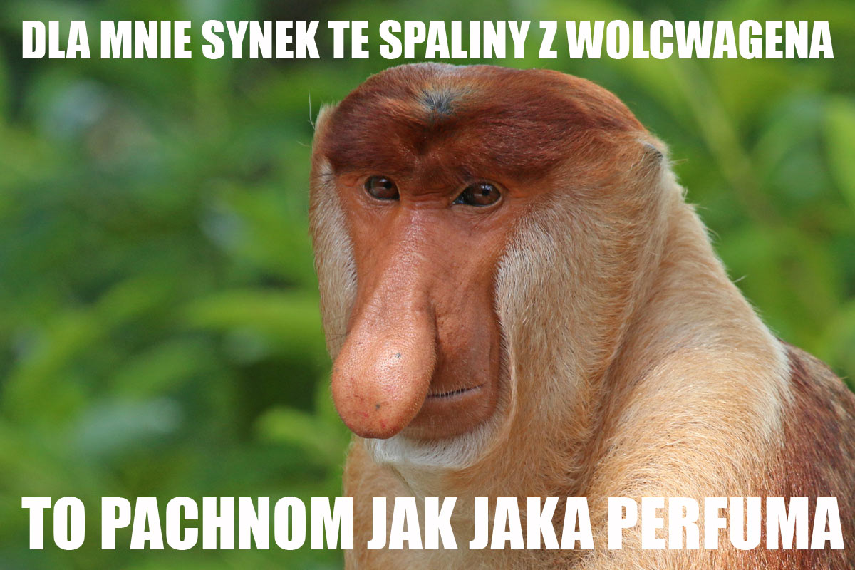 Nosacz sundajski 
