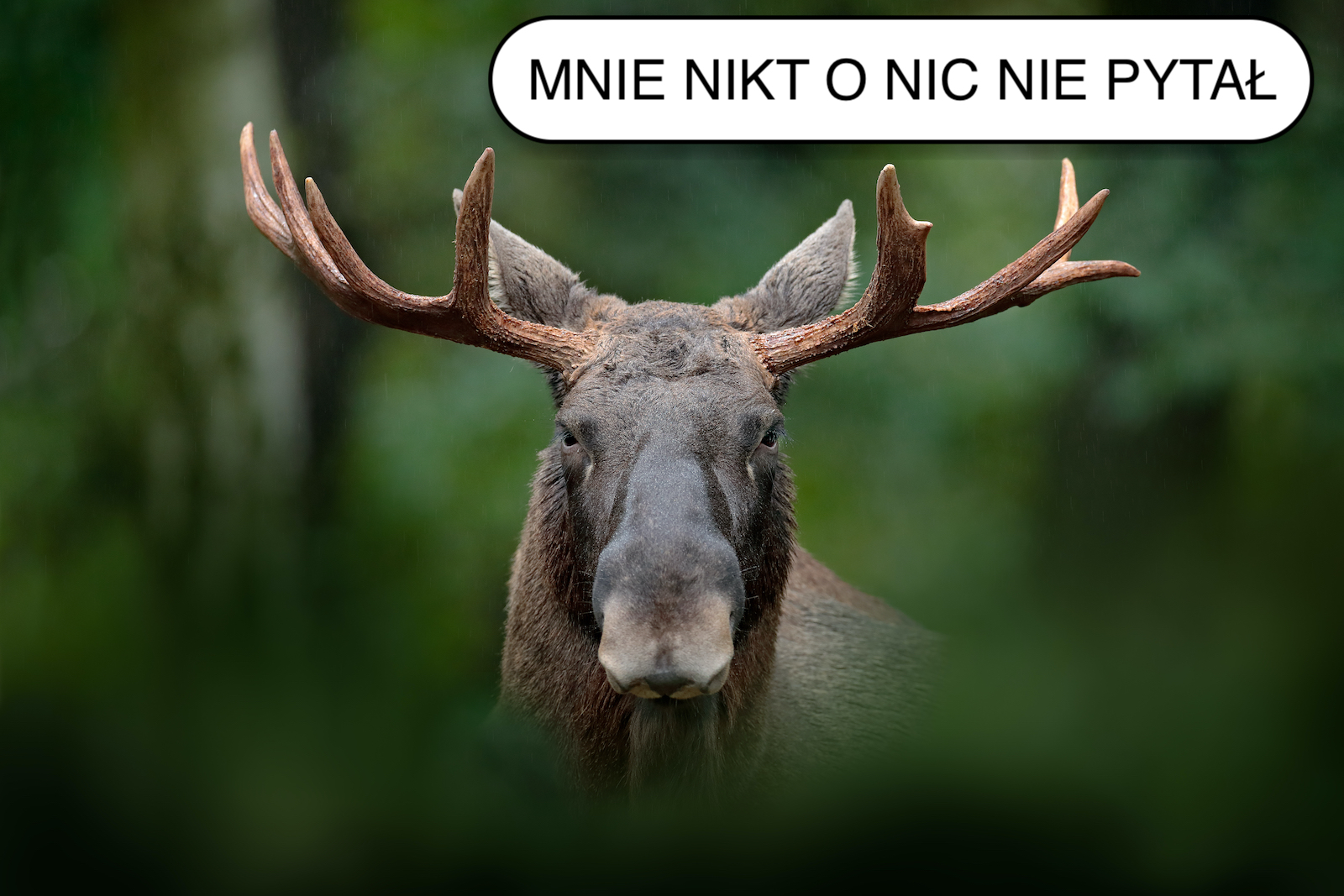 Nowe auta hurtowo oblewają test łosia, w tym najnowsze modele sportowe