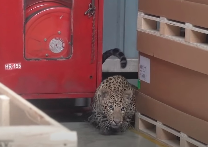 leopard to lampart 