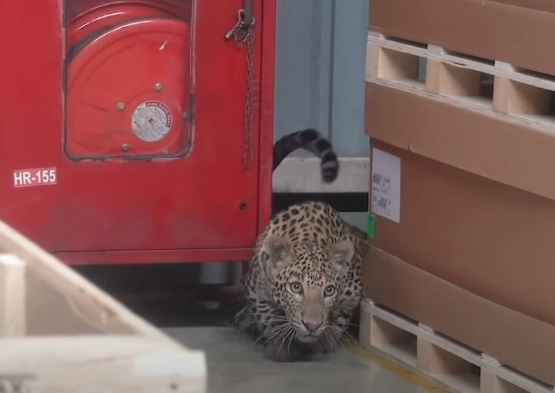 leopard to lampart 