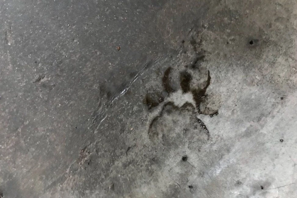 leopard to lampart 