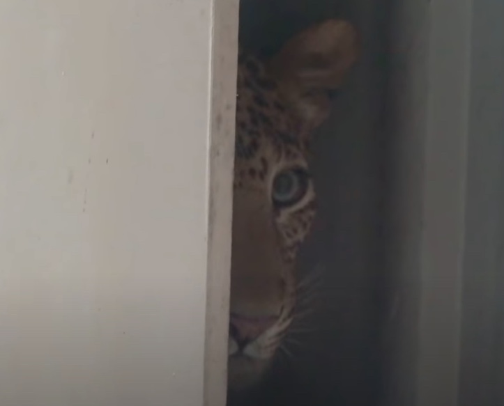 leopard to lampart 