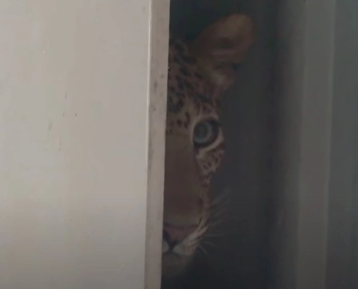leopard to lampart 