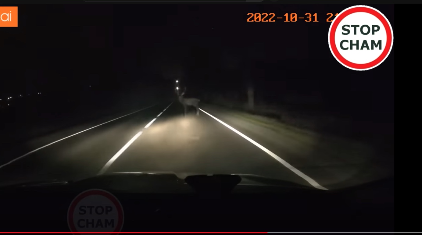 jeleń na drodze