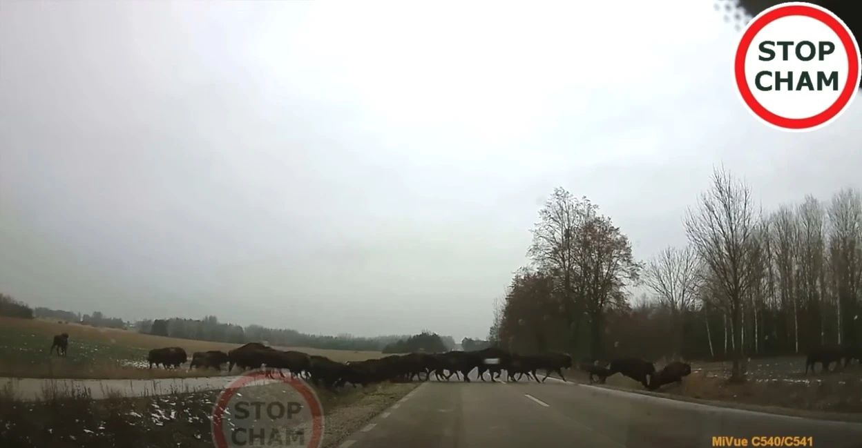 żubry przechodzą przez ulicę
