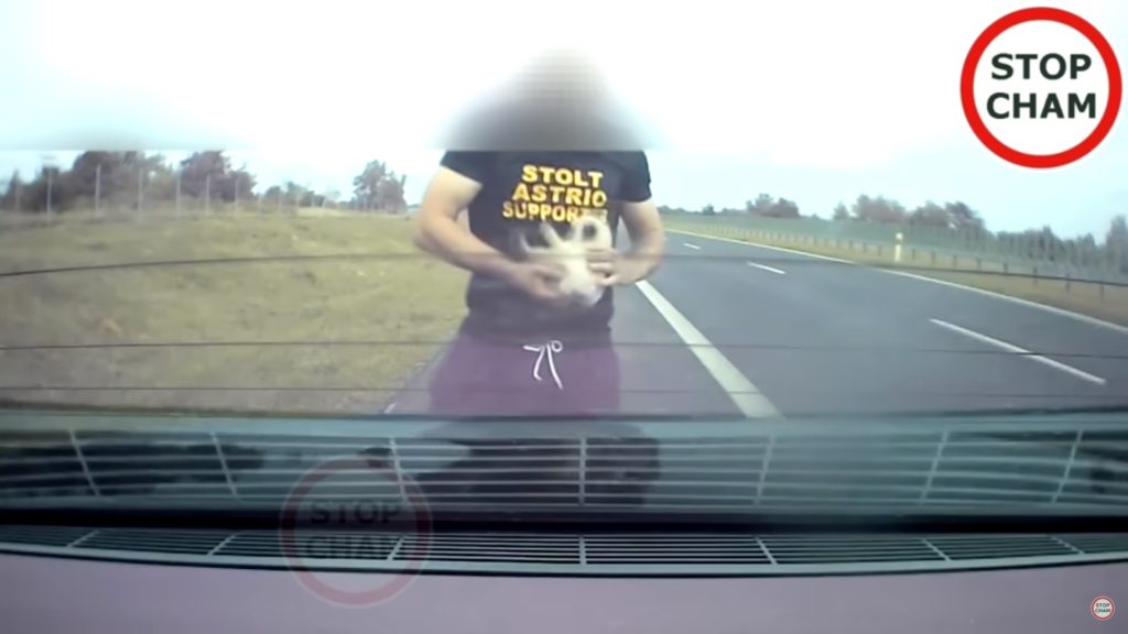 uratował kotka na drodze s5