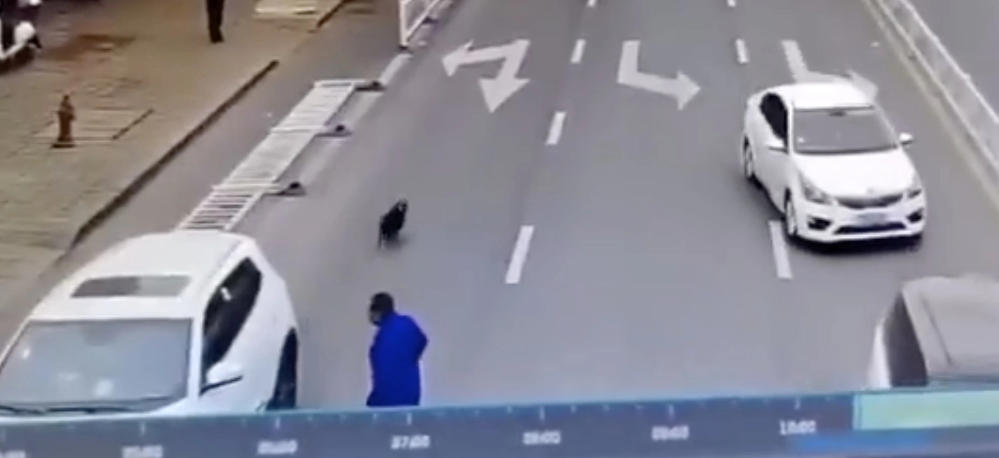Nie skupiajmy się na tym, czy ten pies za kierownicą dostanie mandat. Jest inny temat