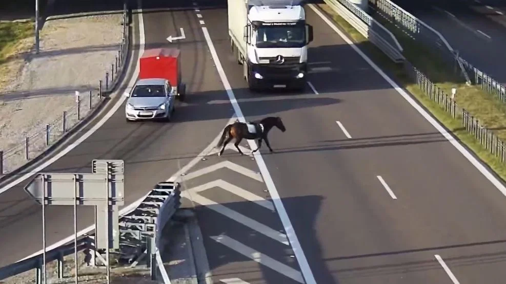 Koń pędził po ekspresówce. To nie było Ferrari