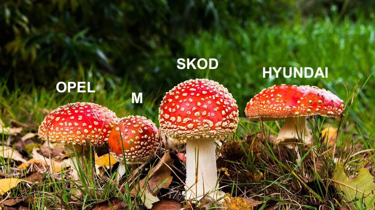 Oto idealne auta dla grzybiarzy. Ruszaj po nie i do lasu