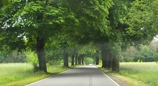 Chcą wyciąć przydrożne drzewa. Niestety, mają trochę racji