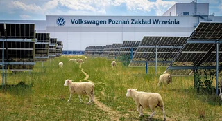 Volkswagen wyrzucił roboty z fabryki w Polsce. Wolał owce
