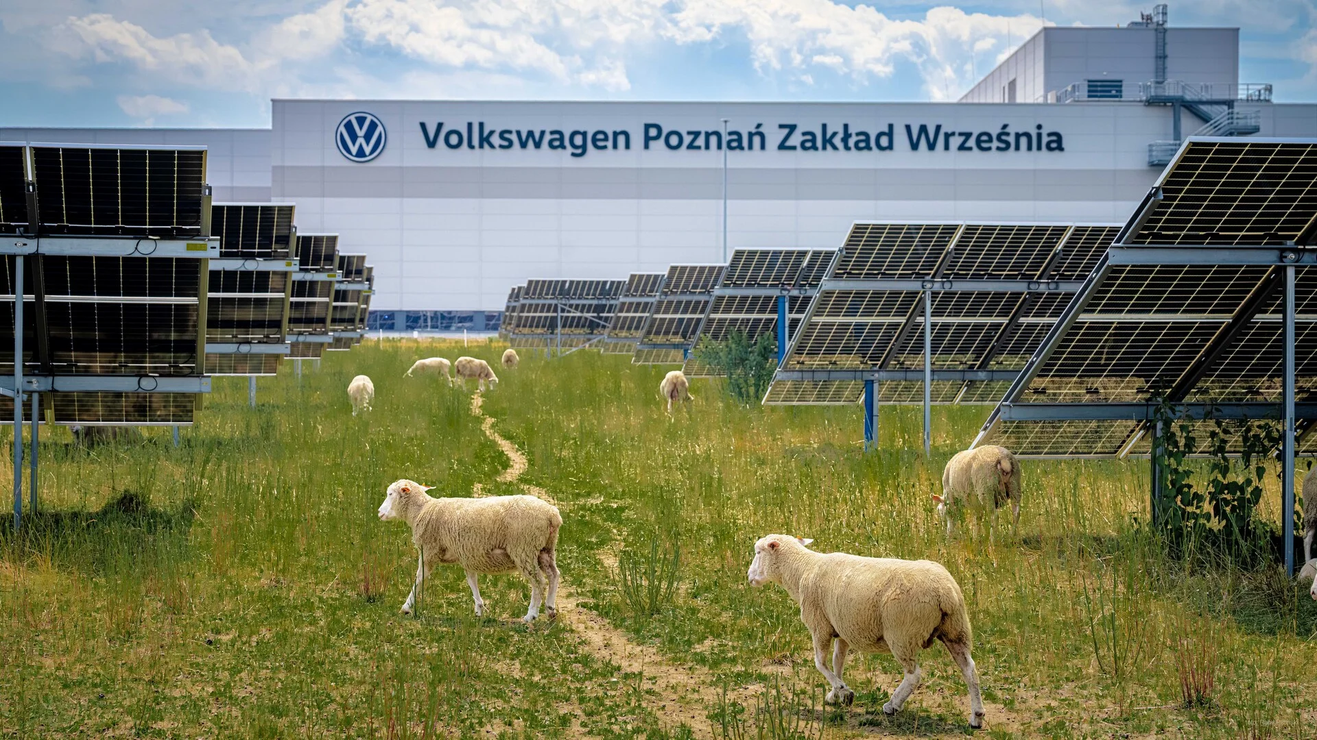 Volkswagen wyrzucił roboty z fabryki w Polsce. Wolał owce